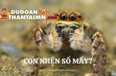 Con nhện số mấy | Mơ thấy nhện đánh số gì trúng lớn