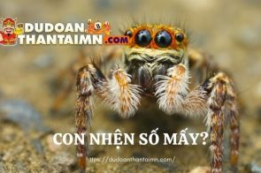 Con nhện số mấy | Mơ thấy nhện đánh số gì trúng lớn