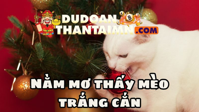 Nằm mơ thấy mèo trắng cắn